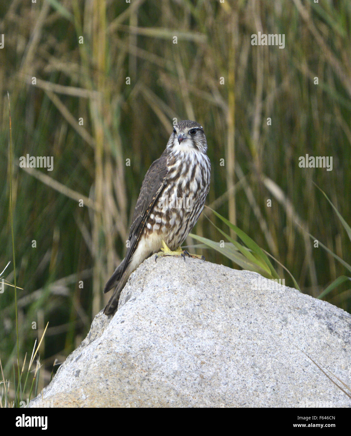 Merlin - Falco columbarius - juvenile. Stock Photo