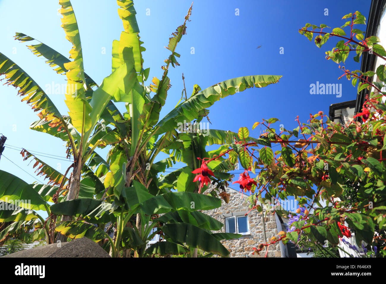 A banana tree or palm growing (and flowering) at Mousehole, Cornwall in September. Stock Photo