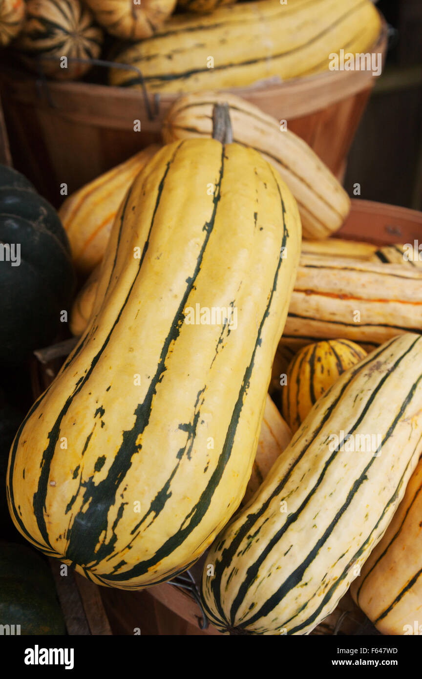 Delicata Squash, Cucurbita Pepo, a winter squash variety, Vermont USA Stock Photo