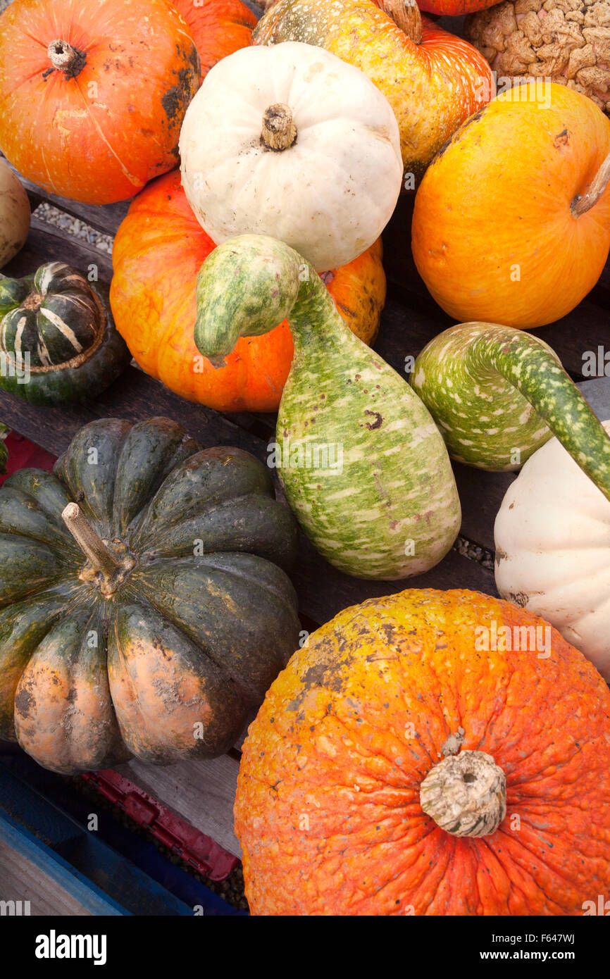 Different types of squashes, Vermont USA Stock Photo