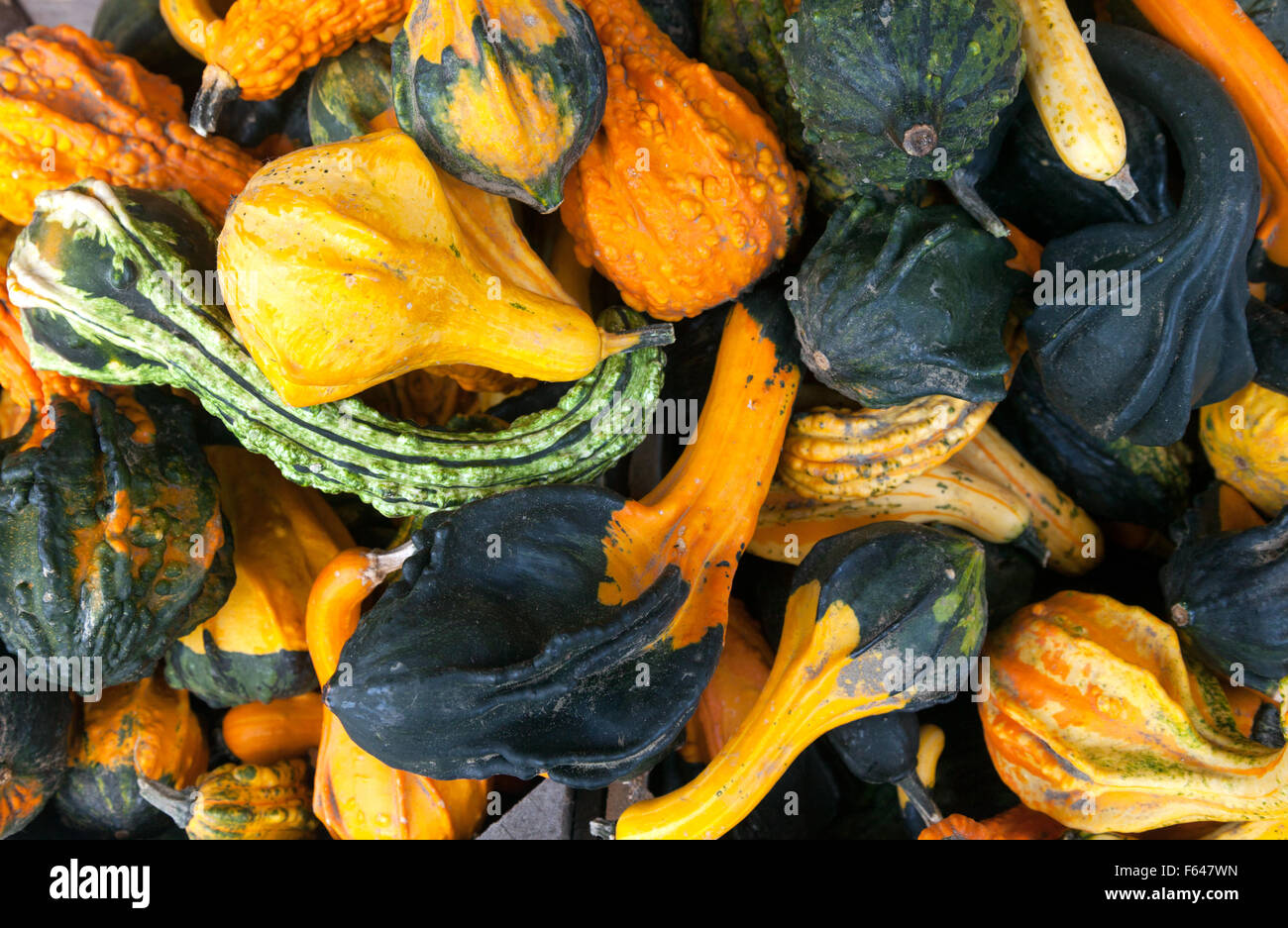 A variety of smaller squashes, Vermont USA Stock Photo