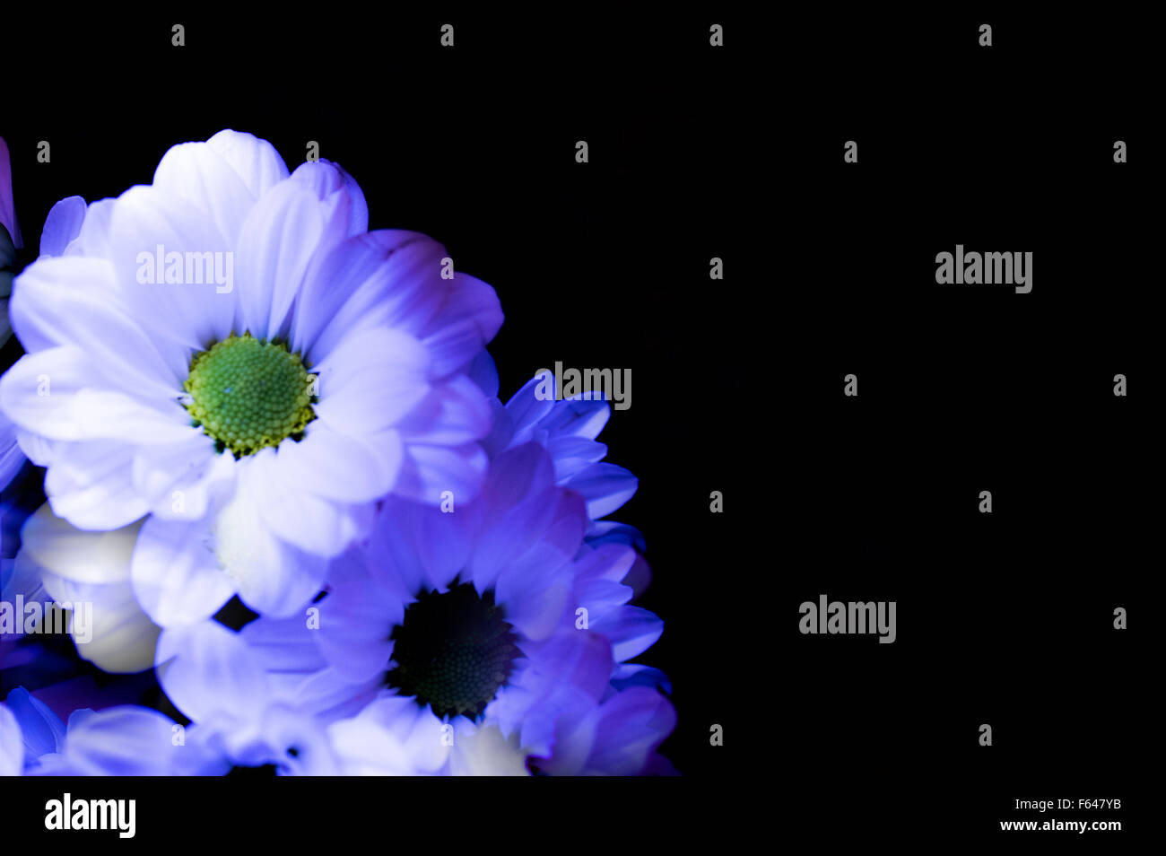 Bouquet composed of white daisies with black background Stock Photo - Alamy