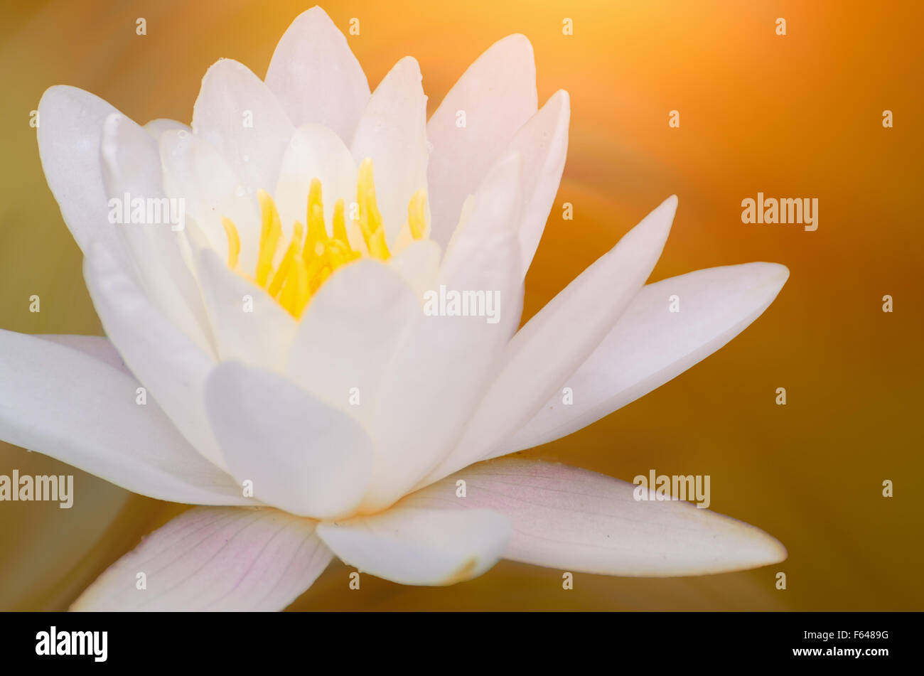 Closeup on lotus petal with copyspace Stock Photo