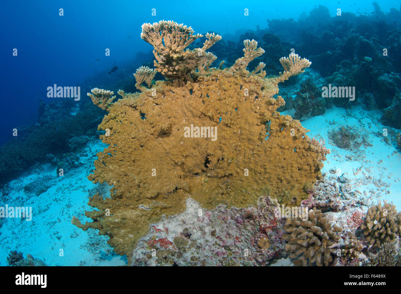 Elkhorn coral (Acropora palmata)  Indian Ocean, Maldives Stock Photo