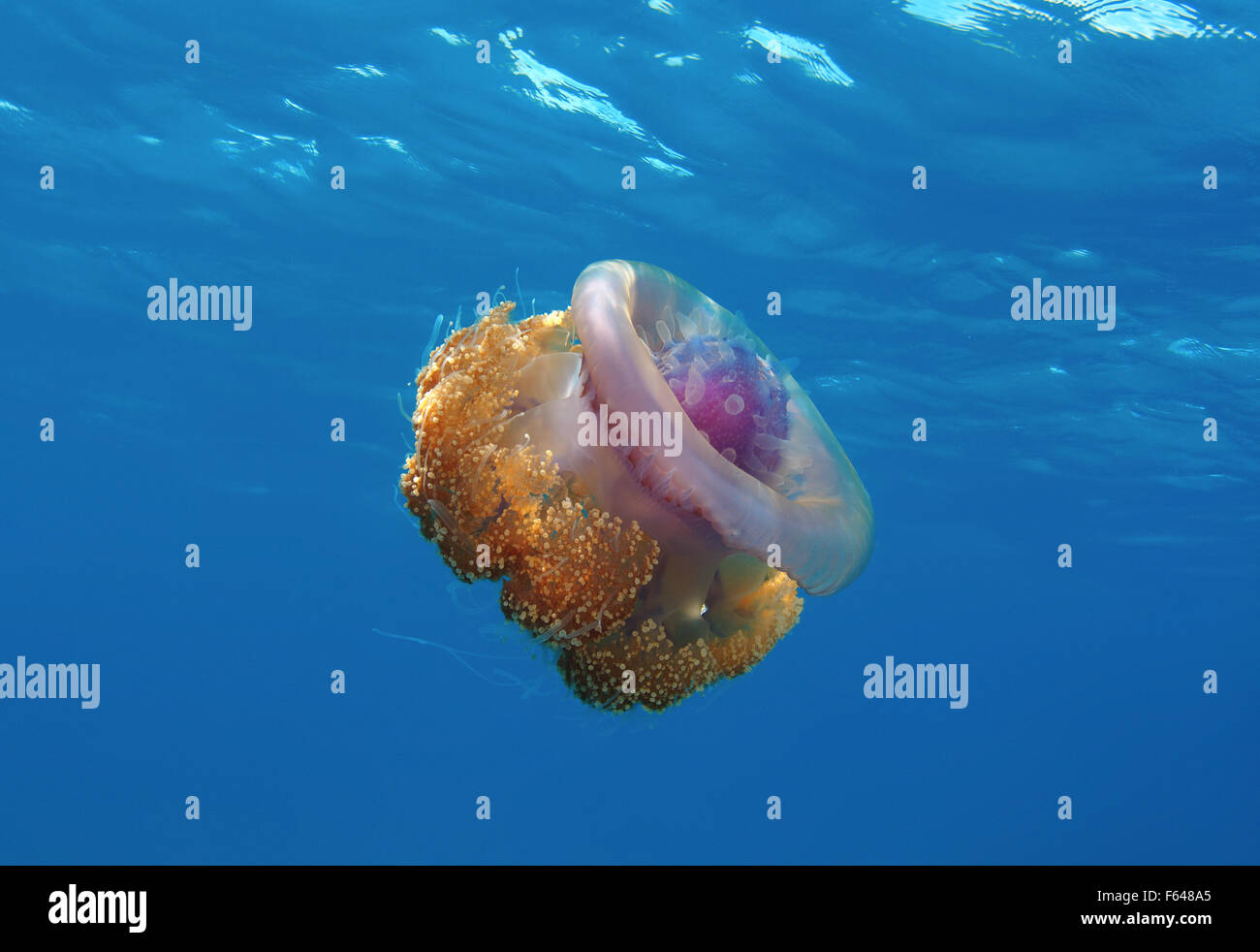 Cauliflower jellyfish (Cephea cephea) Indian Ocean, Maldives Stock Photo Alamy