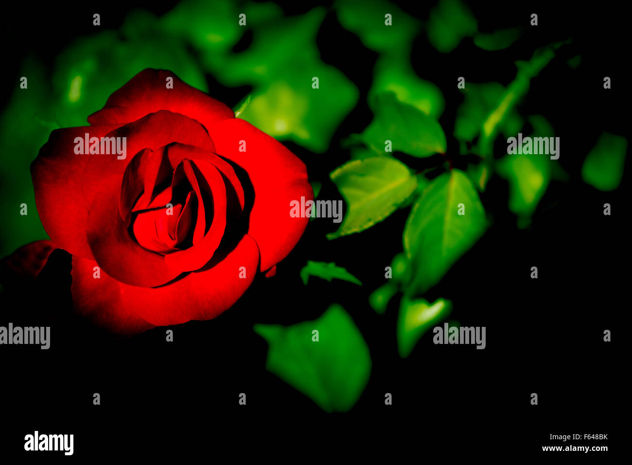 Red rose green leaves hi-res stock photography and images - Alamy