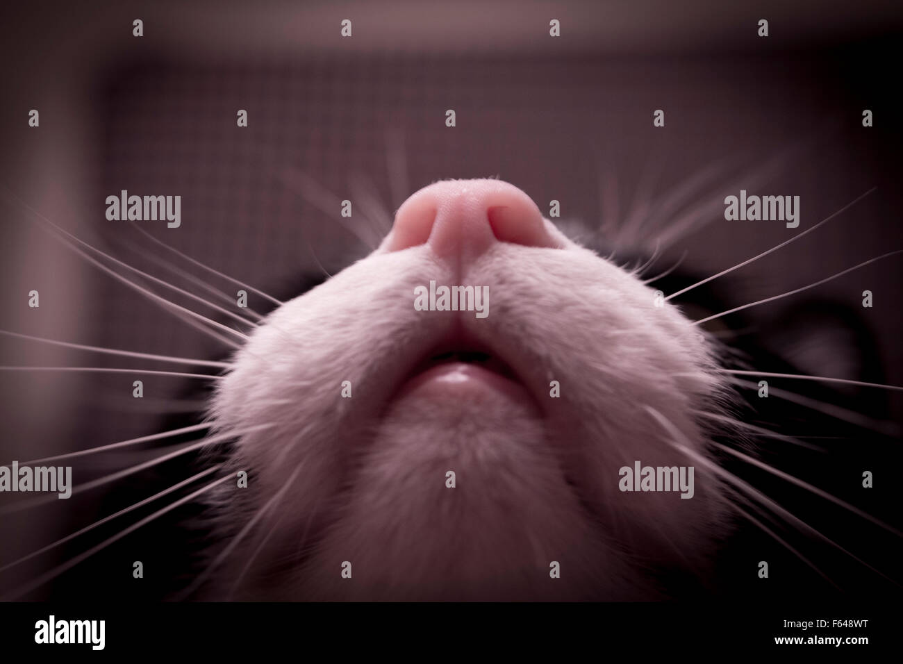 Mouth, nose and whiskers cat. Domestic Cat, Human Face, Animal Eye, Animal Nose, Whisker Stock Photo