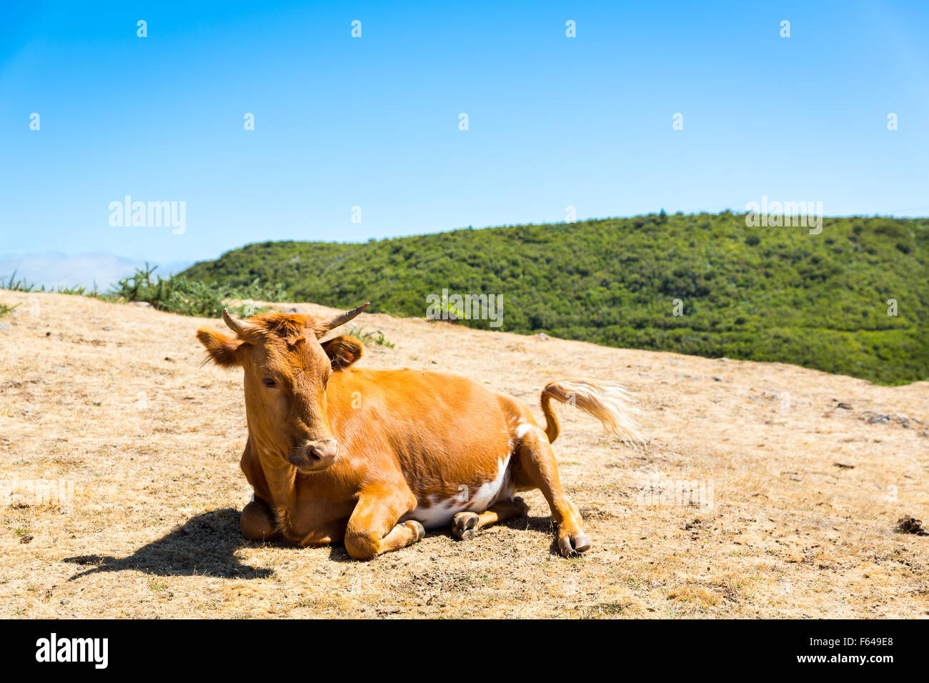 Cow lying on mountain hi-res stock photography and images - Alamy