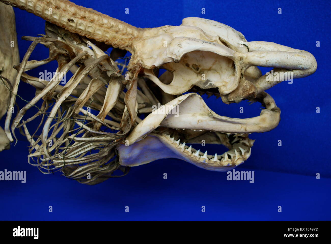 Shark Skeleton Labeled