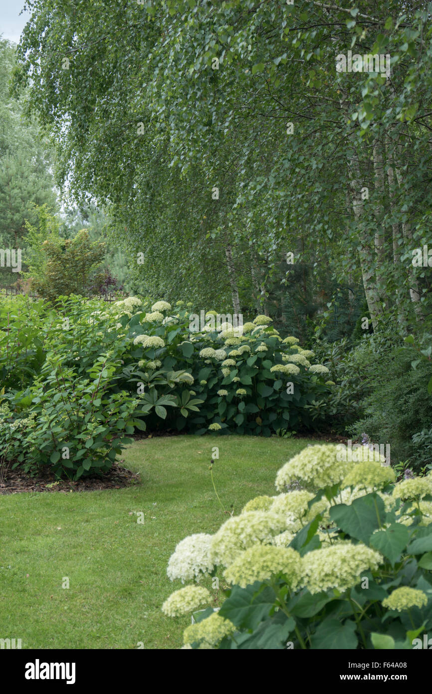 Native birch grove reach borders planted with various hydrangeas composed with ornamental grasses, bushes and perennials. Stock Photo