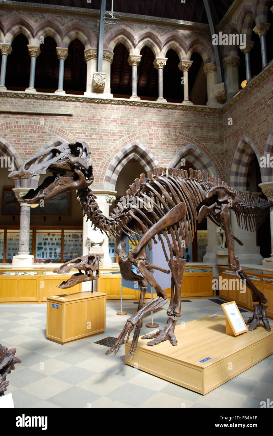 Dinosaur bones. Oxford University Museum of Natural History Stock Photo