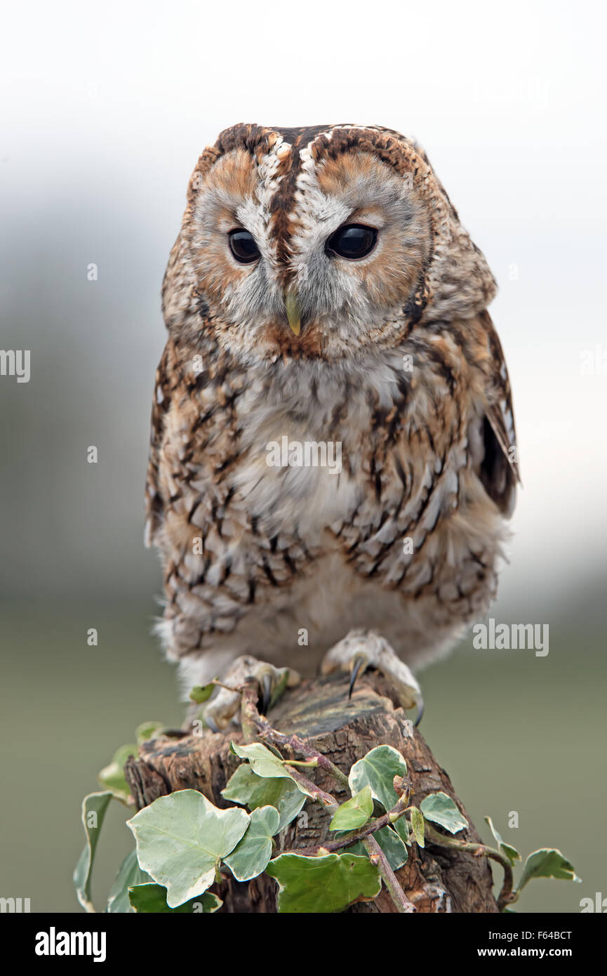 Tawny Owl (Strix Aluco) Stock Photo