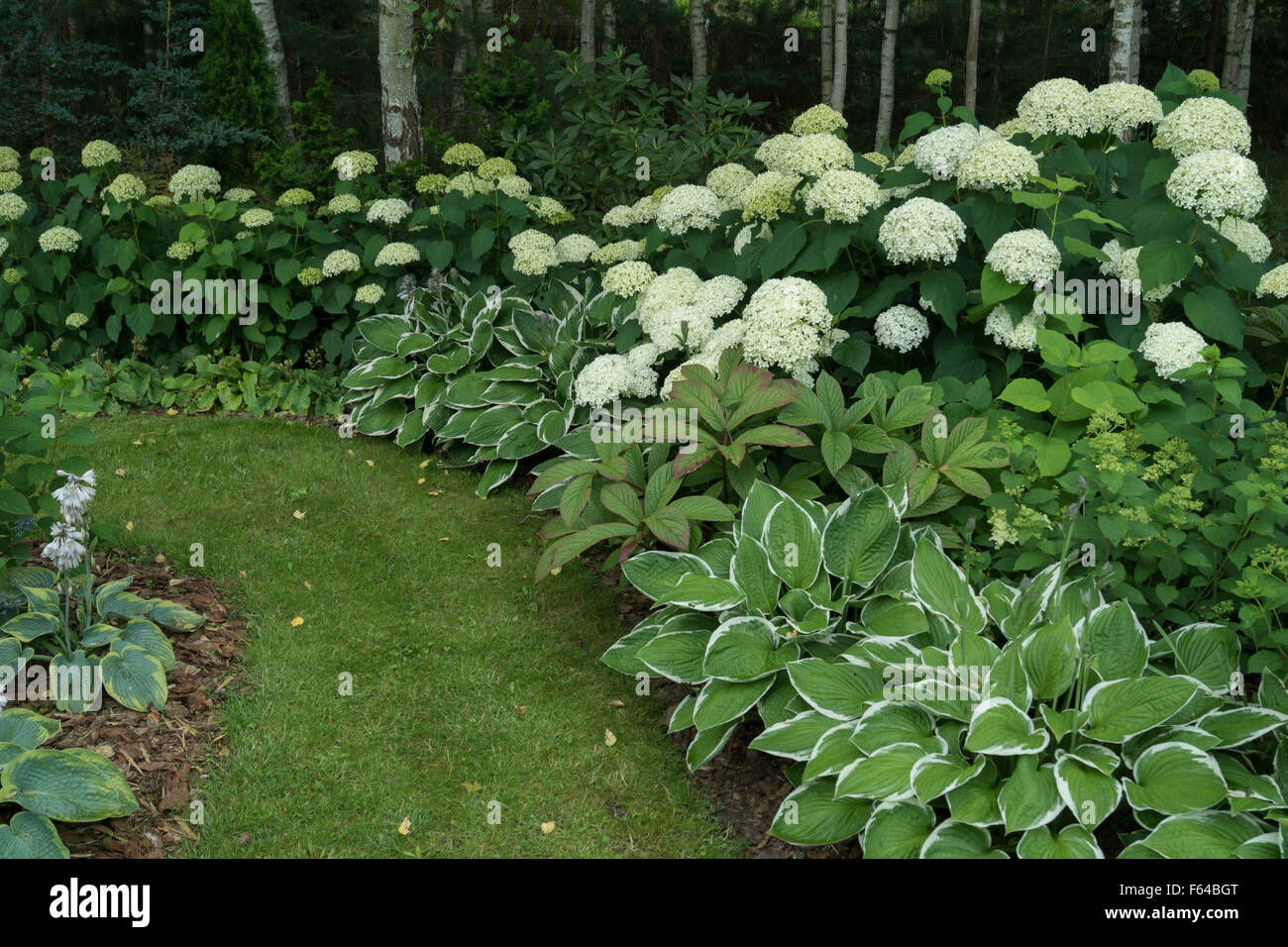 Hydrangeas border Stock Photo 89836680 Alamy