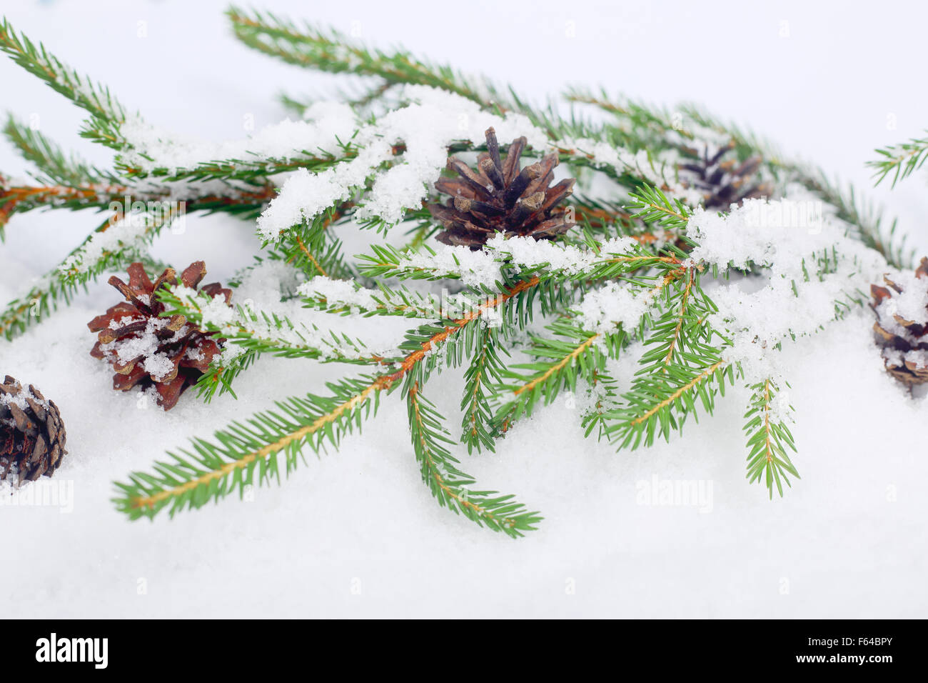 Fir tree cones snow hi-res stock photography and images - Alamy