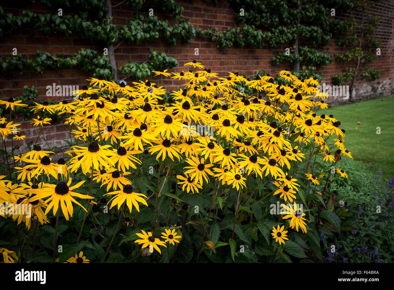 A large, bright clump of Rudbeckia Goldsturm in a late summer flower border Stock Photo