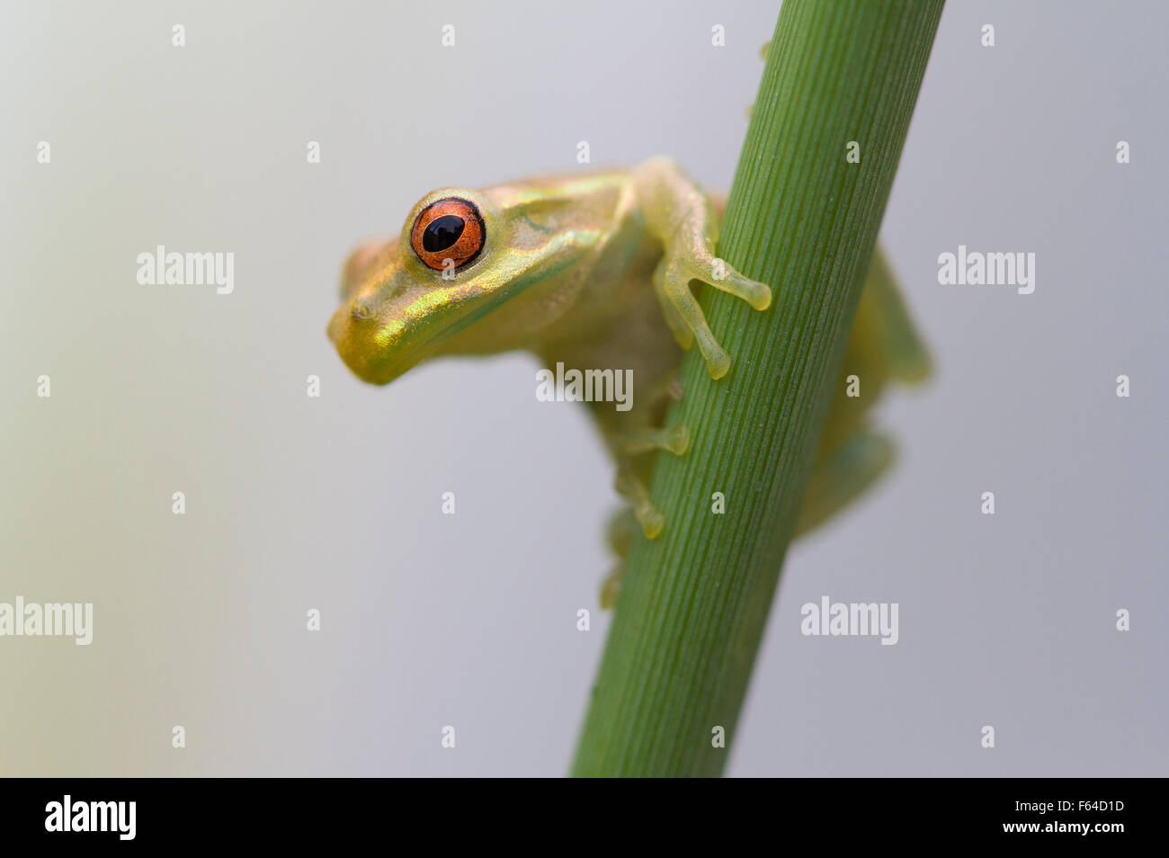Cuban Treefrog (Osteopilus septentrionalis) Fort Myers, Florida, USA. Introduced species. Stock Photo