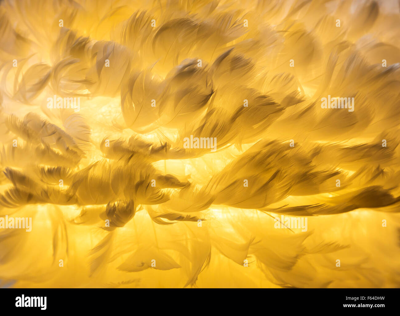 Closeup picture of yellow feathers Stock Photo
