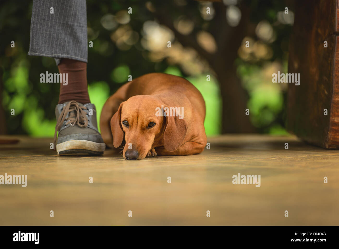 Couple of dogs under the seat making company to the man. Stock Photo