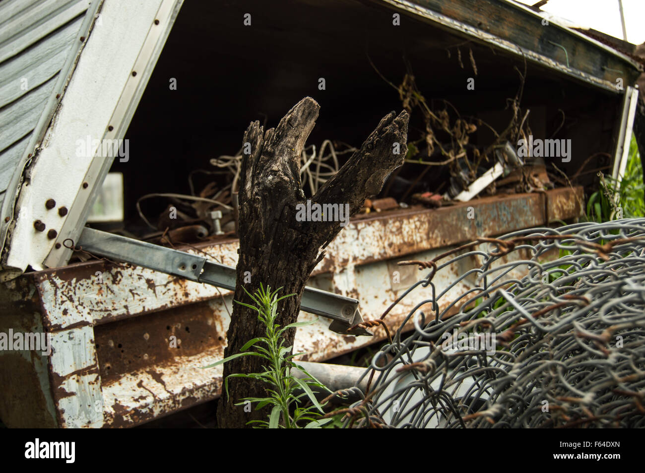 Old new life. Stock Photo