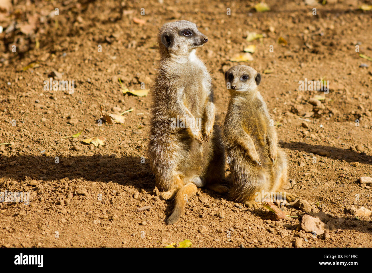 2 meerkats on the lookout for predators Stock Photo