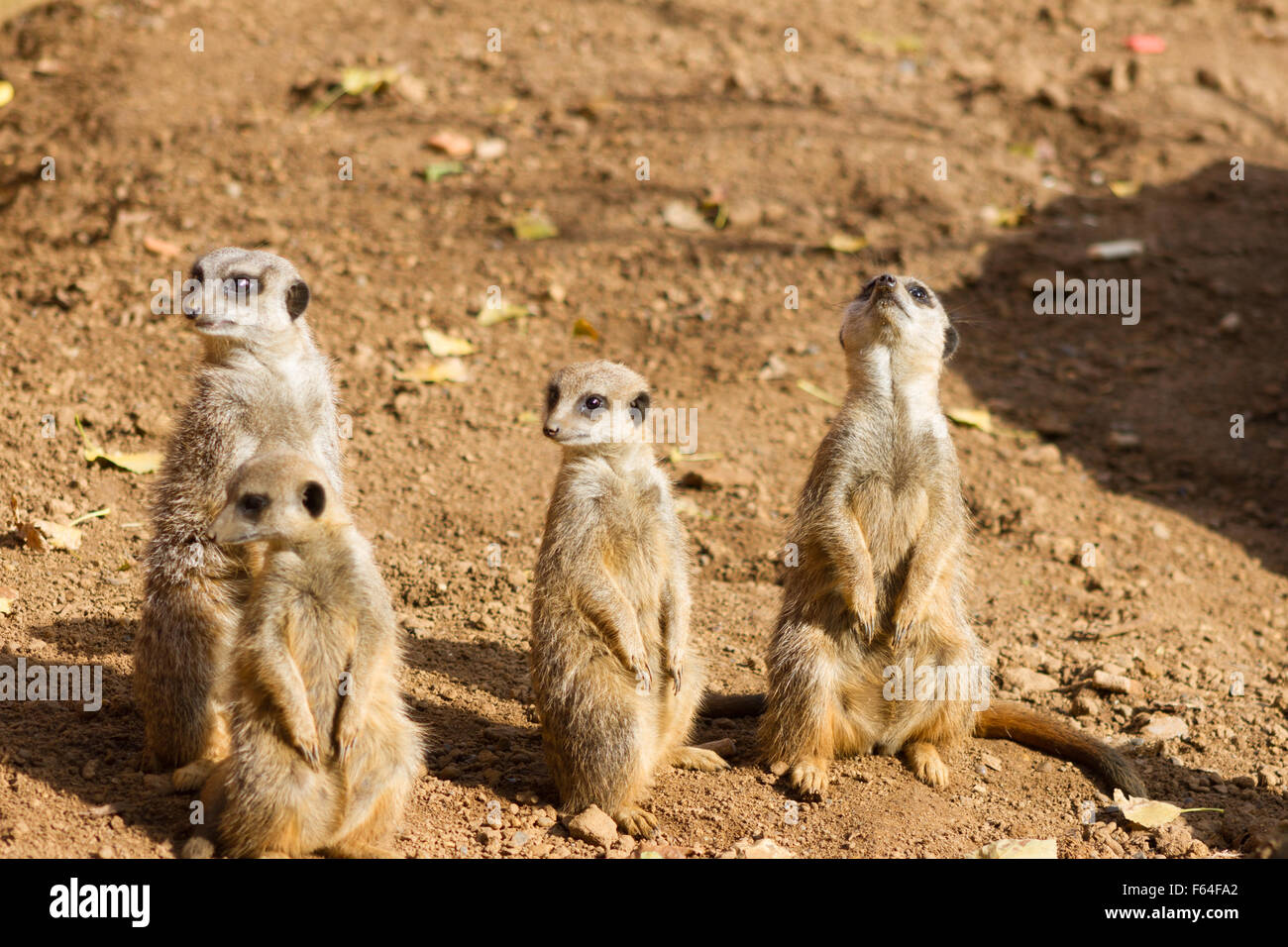 4 meerkats on the lookout for predators Stock Photo