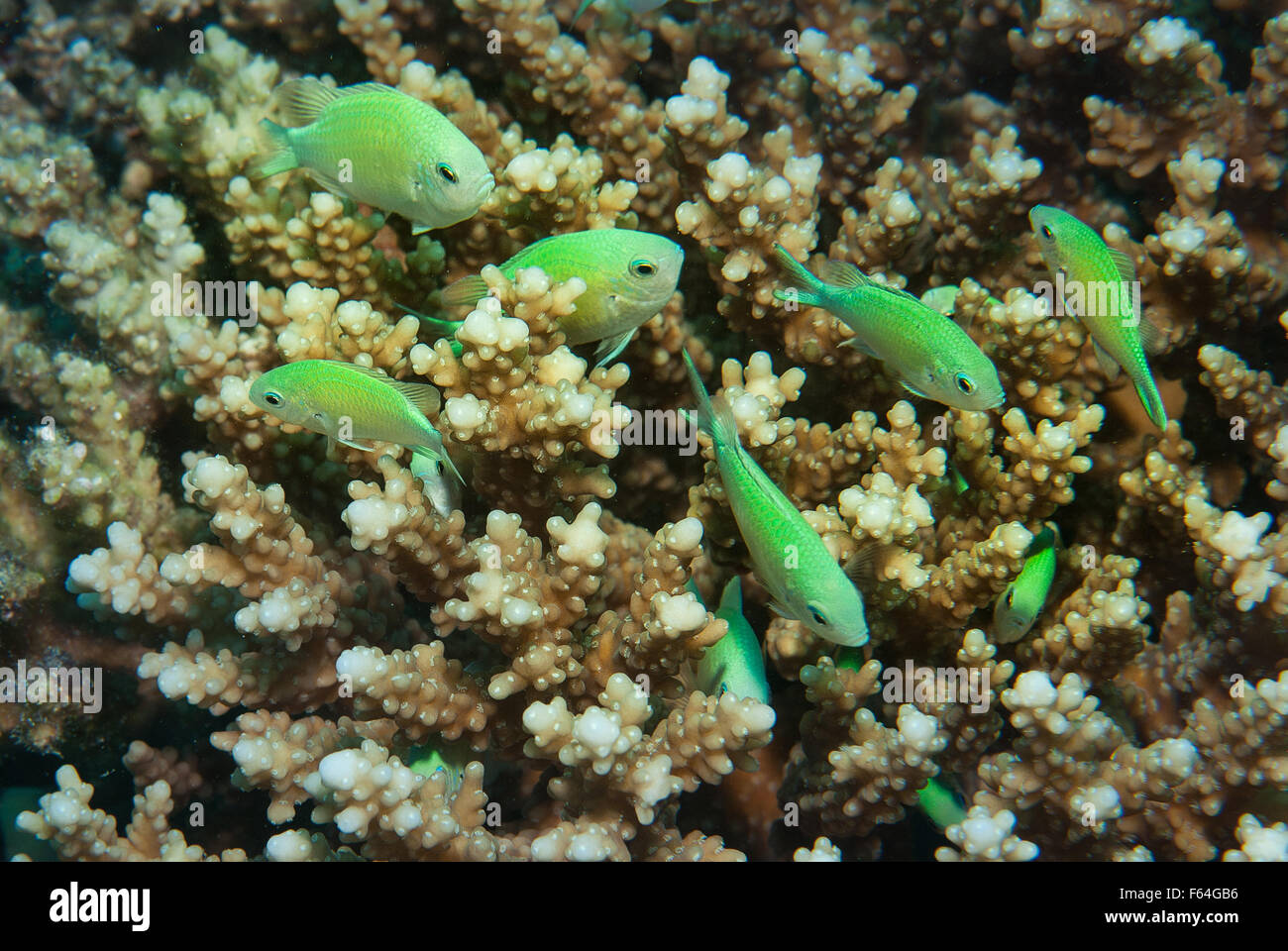 Green chromis, Chromis viridis, Pomacenthinae, inside Acropora sp. hard coral, Red Sea, Sharm el-Sheikh, Egypt Stock Photo