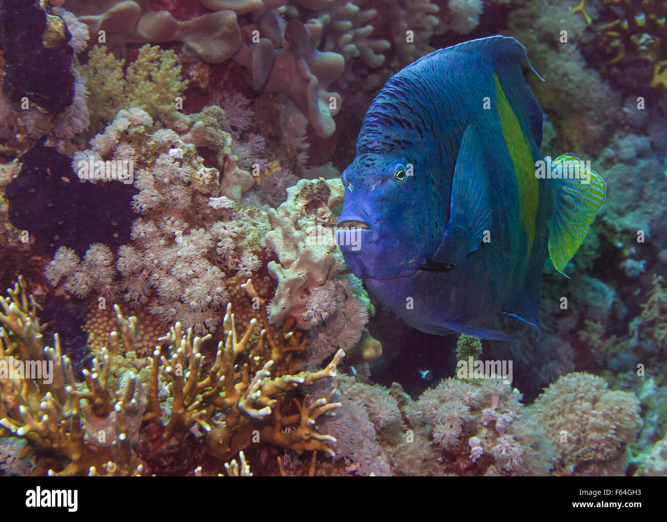 Yellowbar angelfish Pomacanthus maculosus, Pomacanthidae, Sharm el Sheikh, Red Sea, Egypt Stock Photo