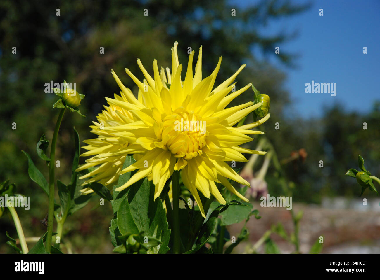 Dahlia yellow flower Stock Photo