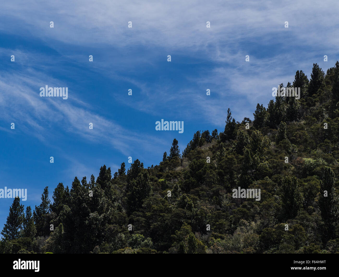Regenerating native forest on steep hillside with wooded skyline and streaks of cloud in blue sky. Stock Photo