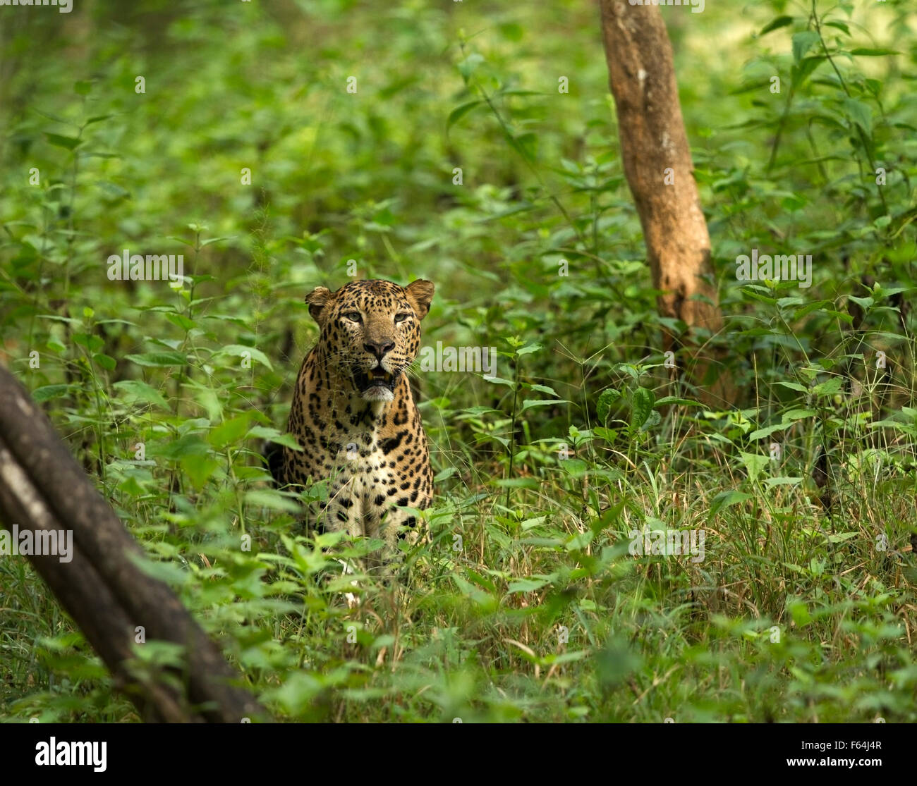 Indian leopard in the Kabini reserve forest, Karnataka Stock Photo