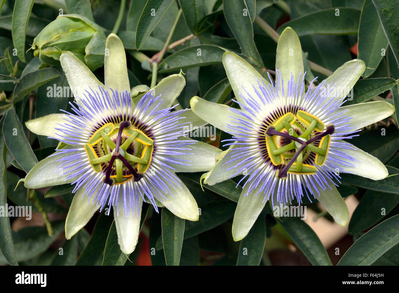 Passion flower in a garden near Bolzano in South Tyrol in Italy - Passiflora caerulea. Stock Photo