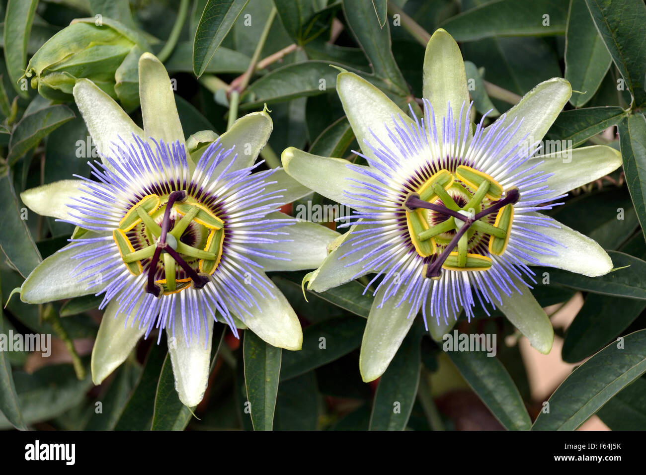 Passion flower in a garden near Bolzano in South Tyrol in Italy - Passiflora caerulea. Stock Photo