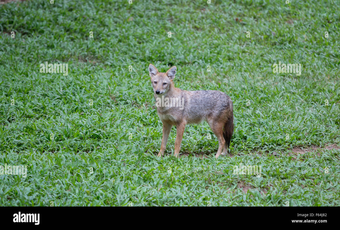 Brown or Golden or Asiatic jackal ( Canis aureus ) Stock Photo