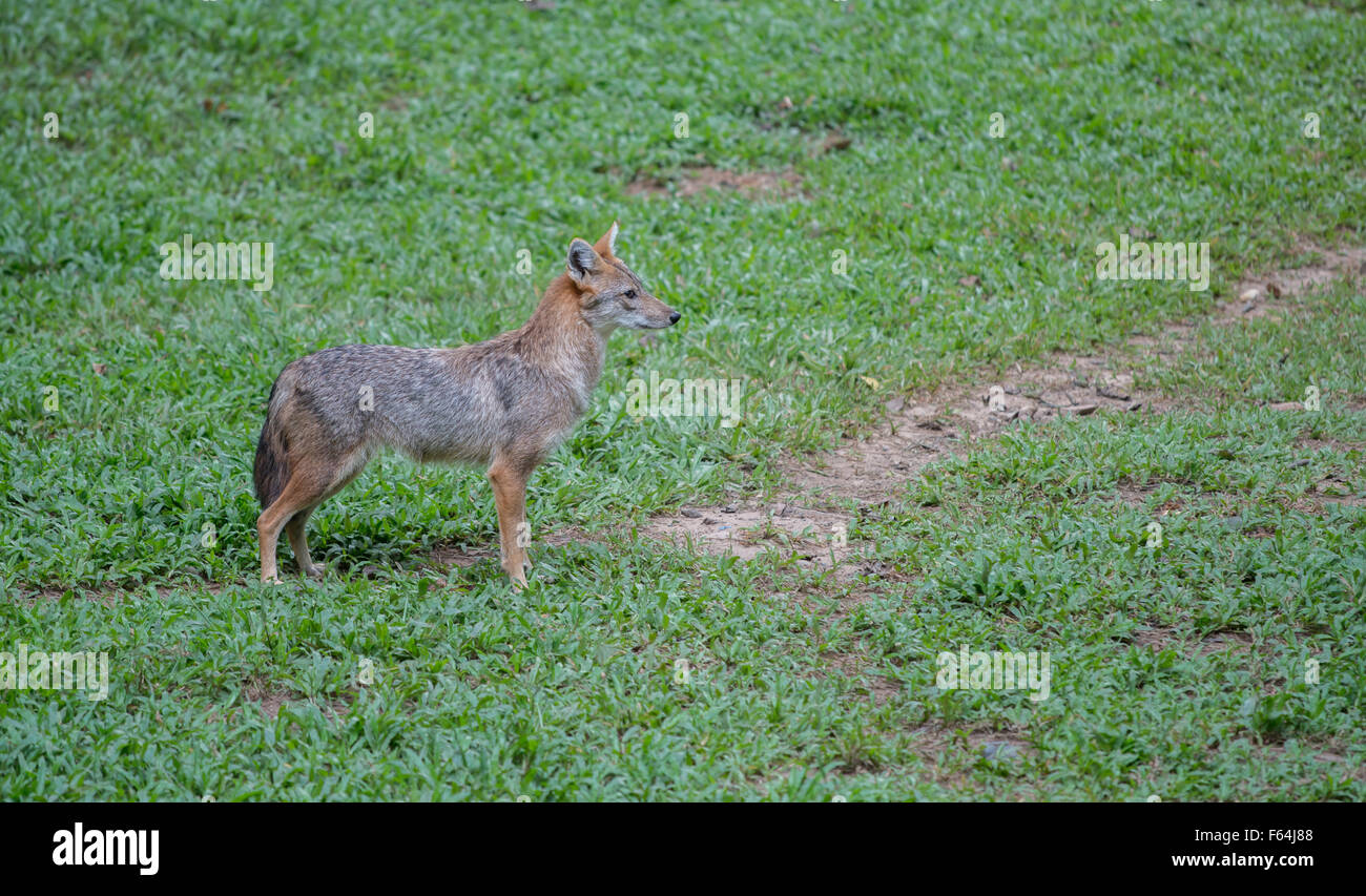 Brown or Golden or Asiatic jackal ( Canis aureus ) Stock Photo