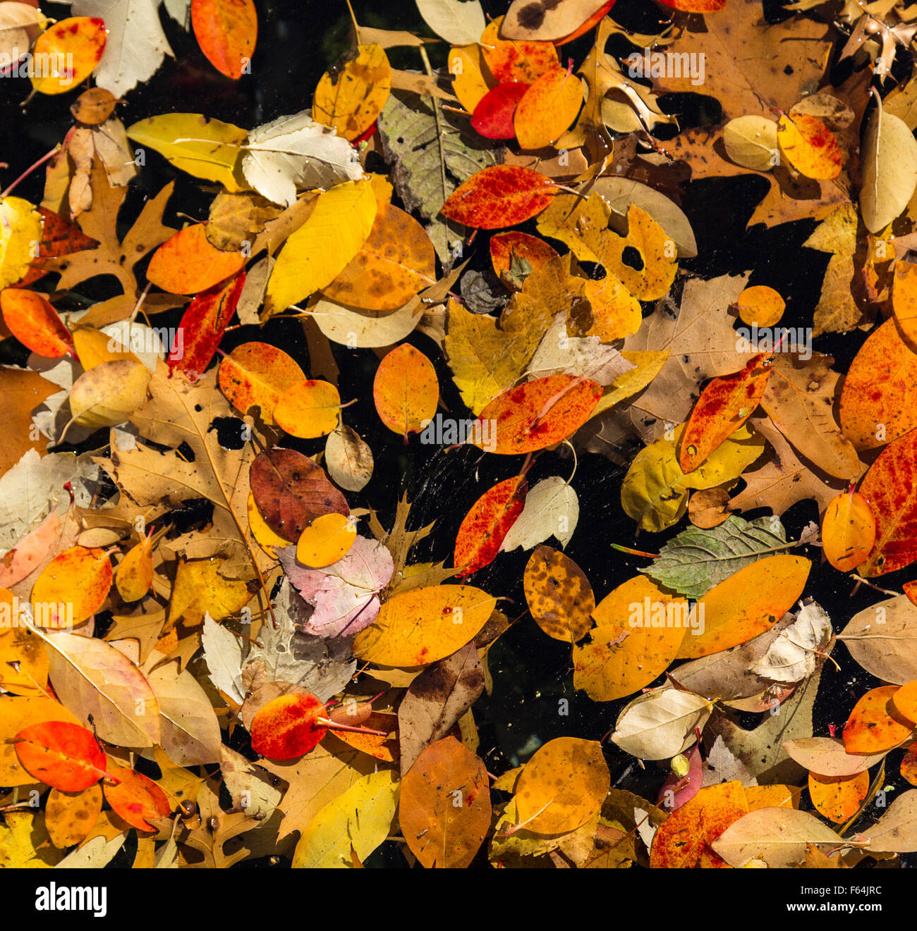 Random pattern of colorful autumn leaves floating in a pool of water. Black background Stock Photo