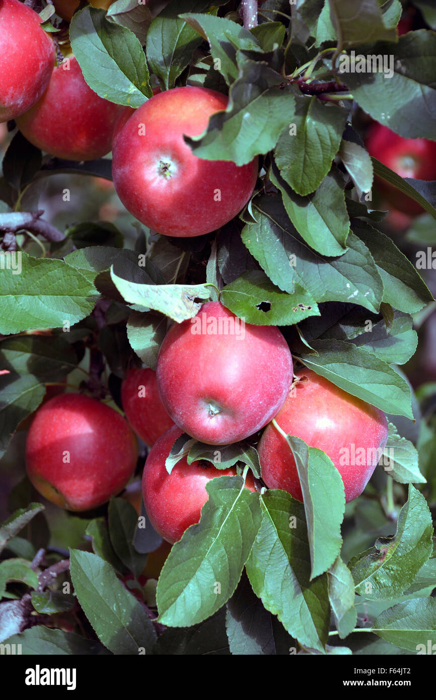 Harvest ripe apples from the fruit cultivable area of South Tyrol - Italy. Stock Photo