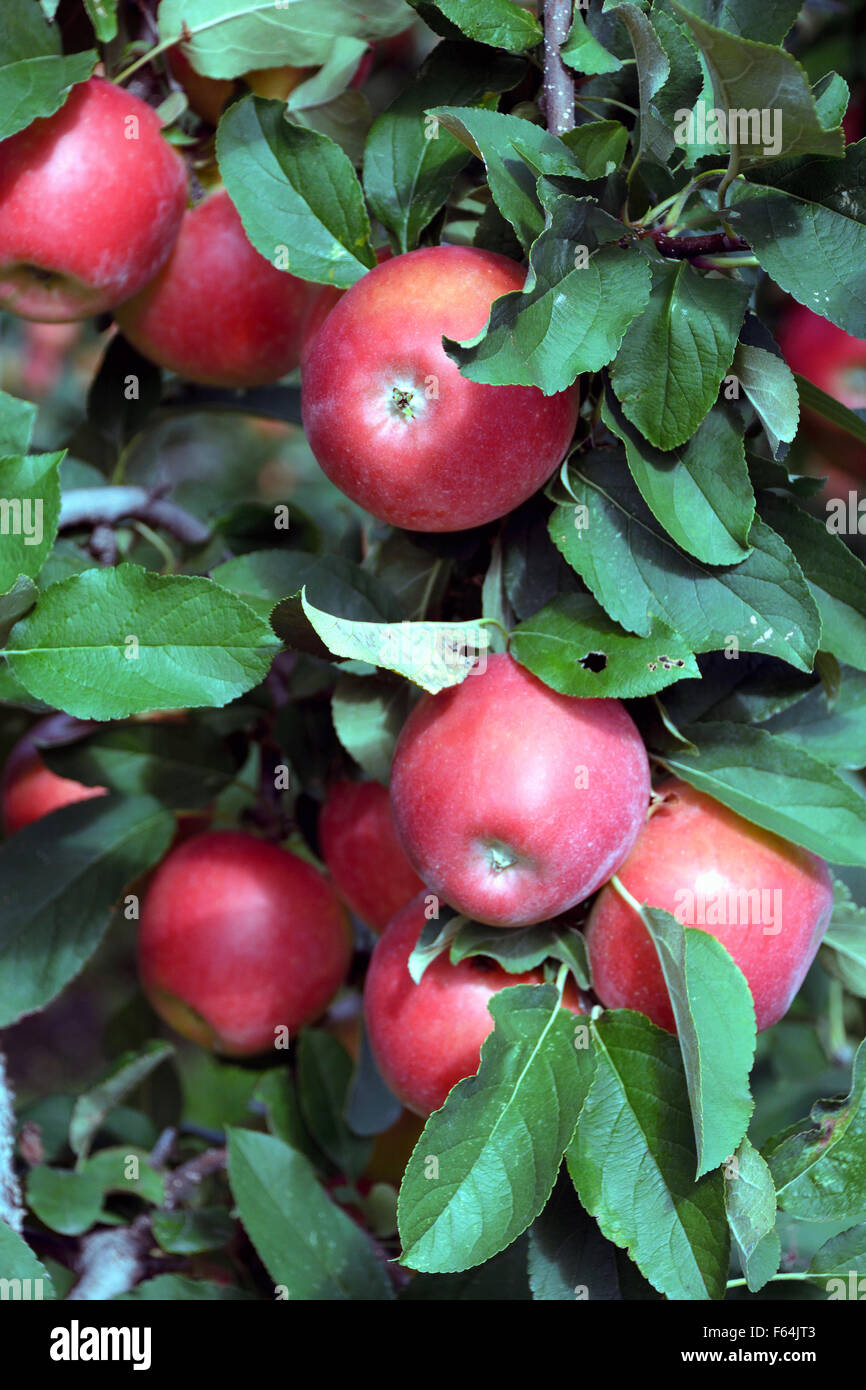 Harvest ripe apples from the fruit cultivable area of South Tyrol - Italy. Stock Photo