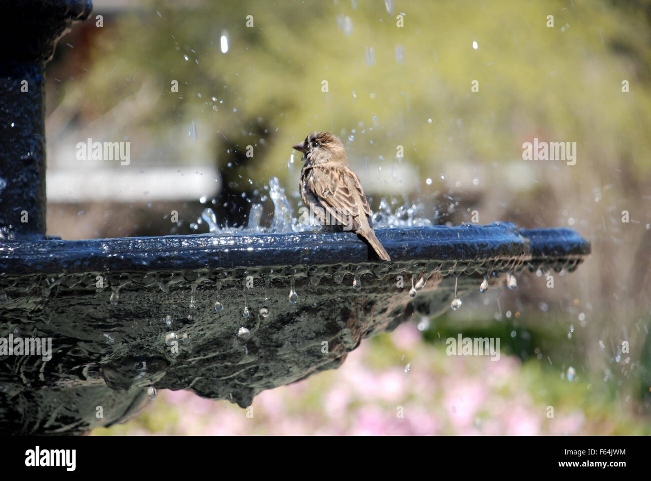 Birdbath Stock Photo