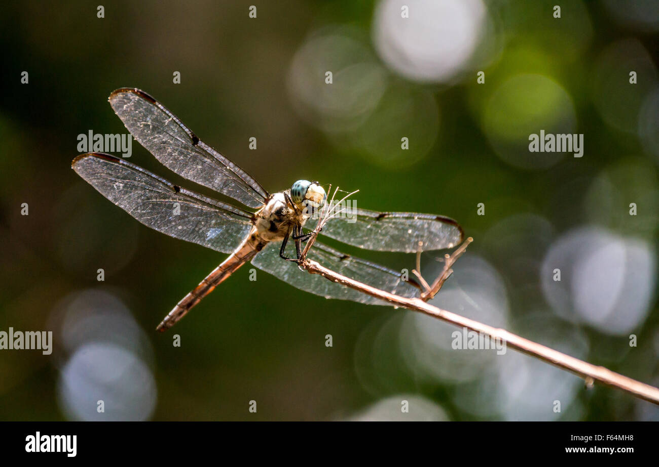 Close-up shot of a dragonfly perched on a stem Stock Photo