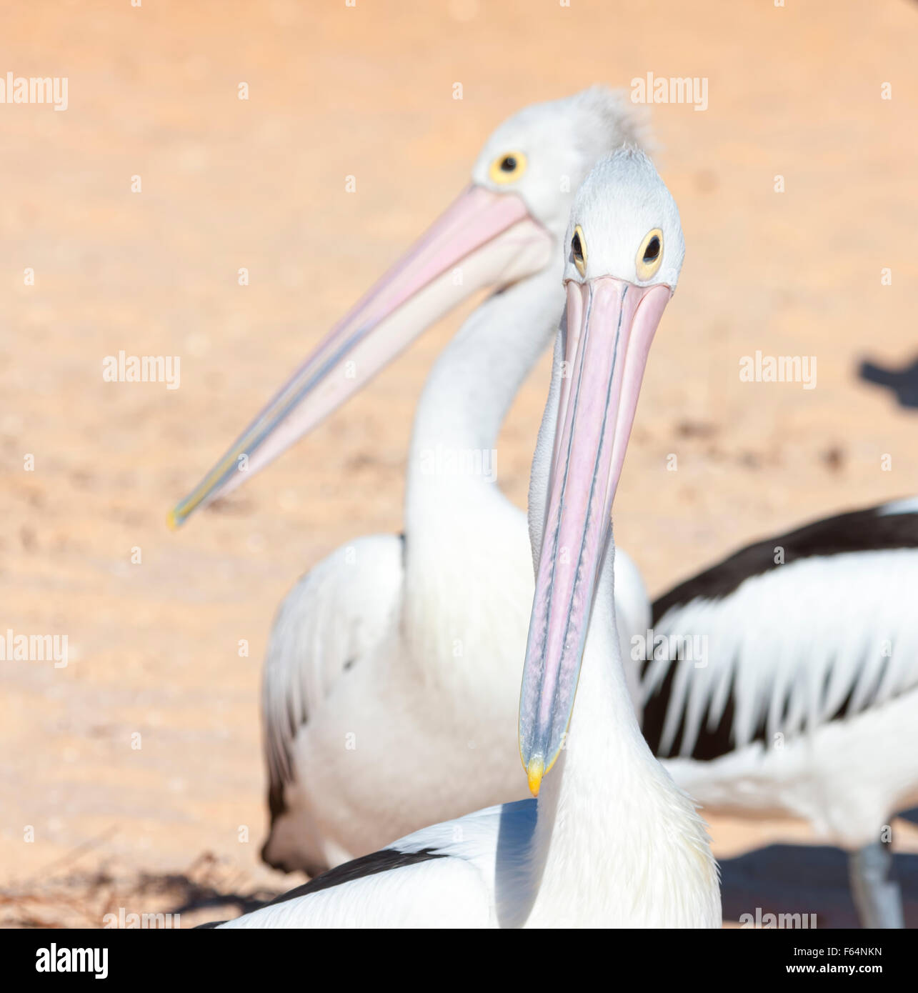 Monkey MIA Australia Kalbarri Pelicans Pelicans are a genus of large water birds that makes up