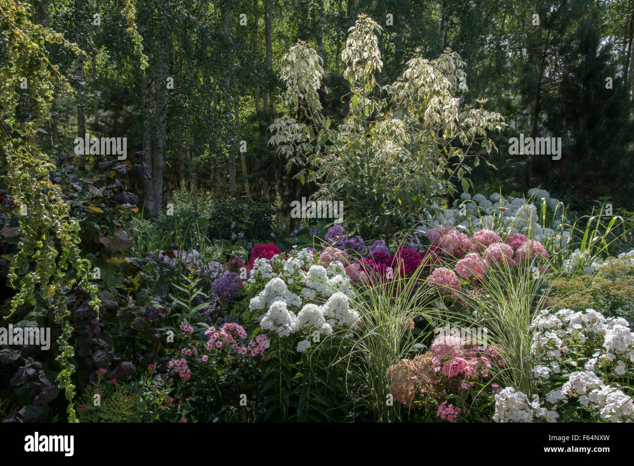 Flower border with summer perennials. August. Stock Photo