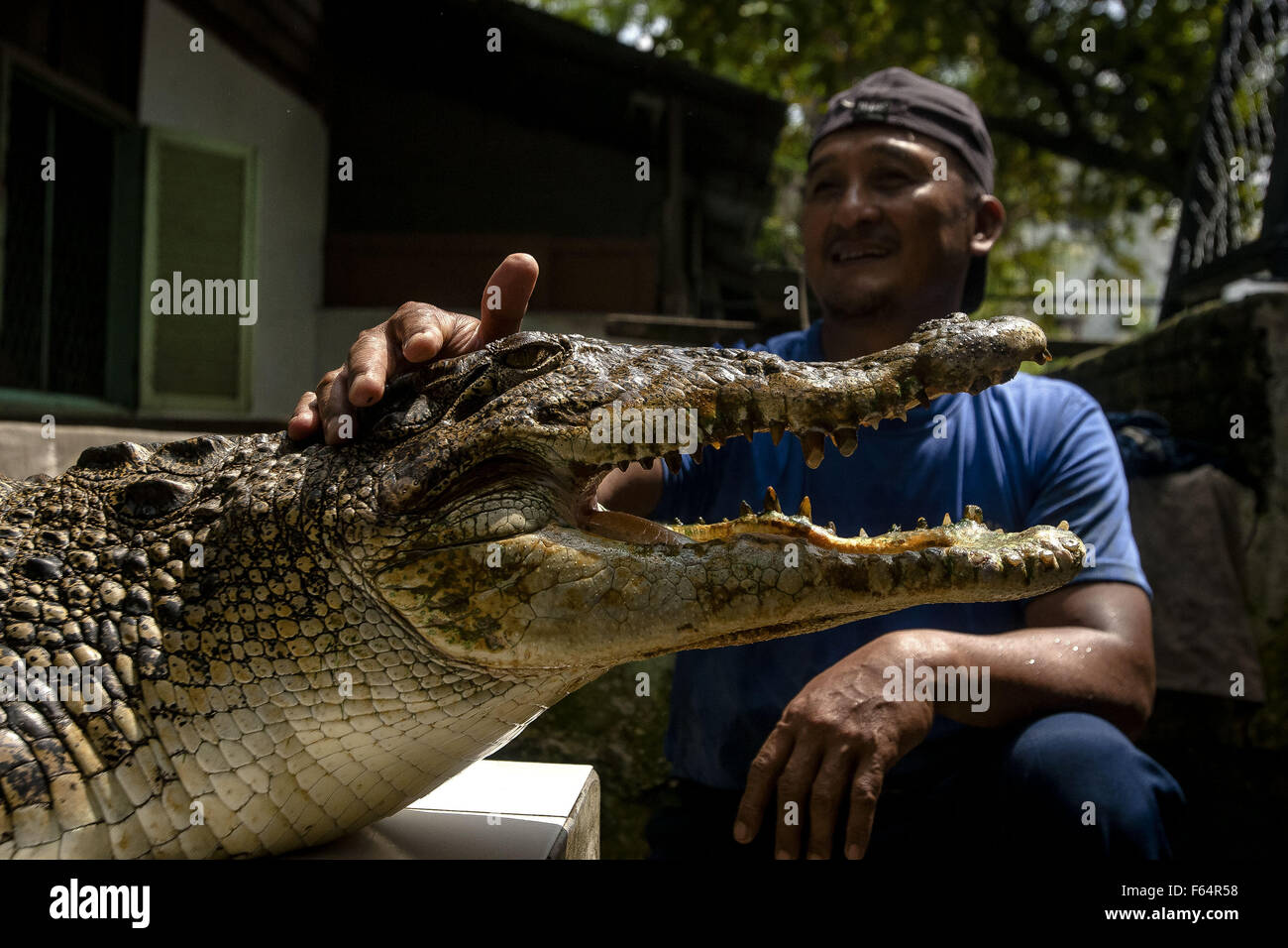 Medan, Indonesia. 11th Nov, 2015. A crocodile handler and his crocodile wait for food at a crocodile enclosure in Medan, Indonesia, Nov. 11, 2015. Indonesia's anti-drug chief Budi Waseso has proposed to build a prison guarded by crocodiles on an island to house death row of drug convicts, an official said. © Tanto H./Xinhua/Alamy Live News Stock Photo