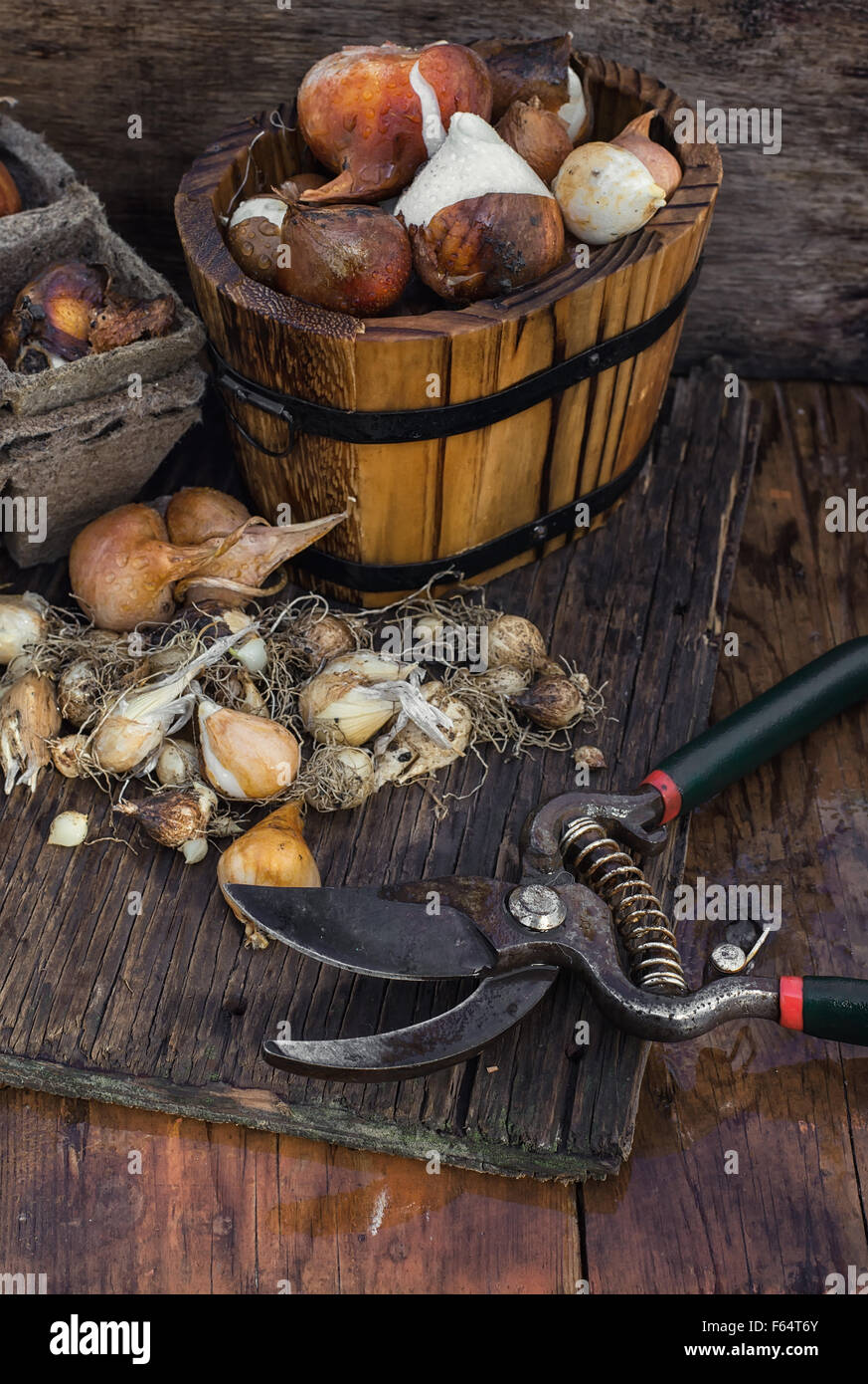 Bulbs and seeds for planting Stock Photo Alamy