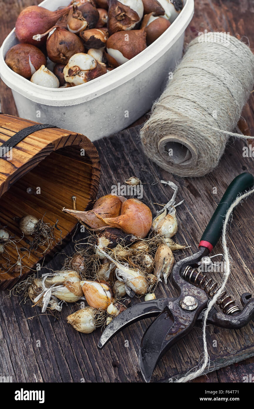 Bulb planting hires stock photography and images Alamy