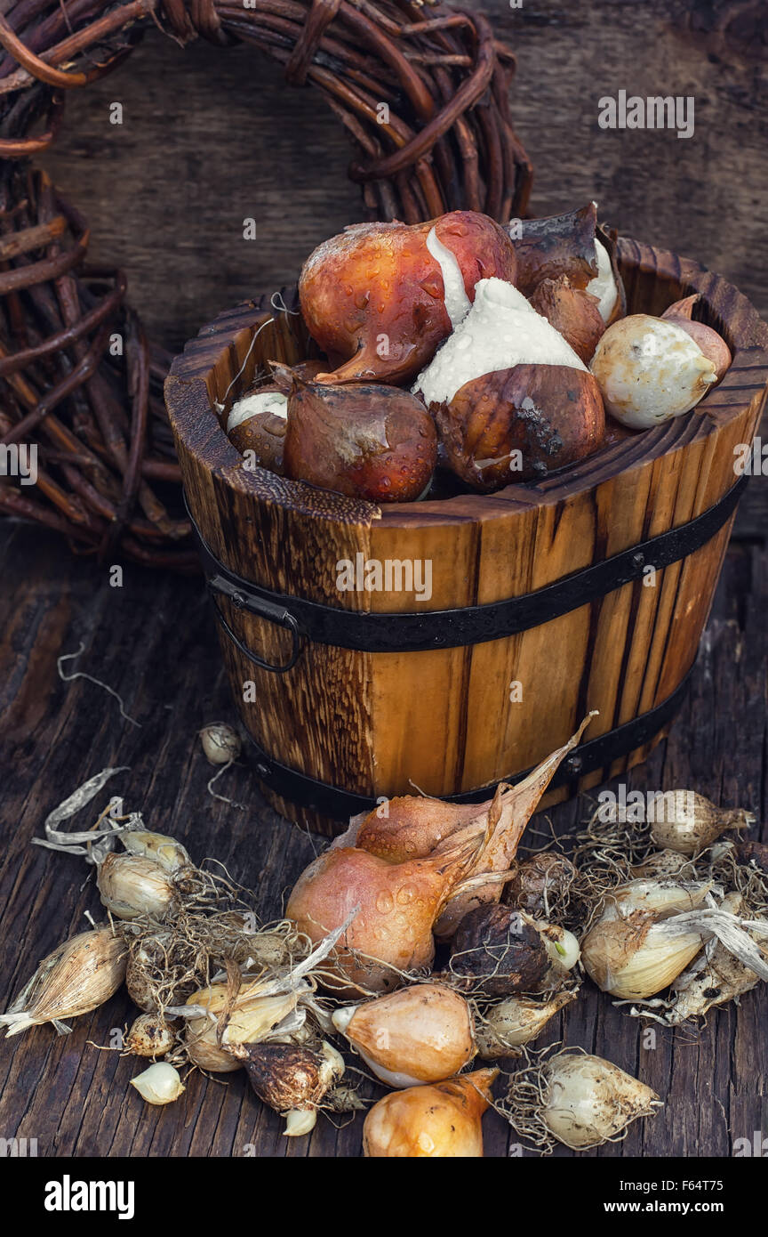 Bulb planting hires stock photography and images Alamy