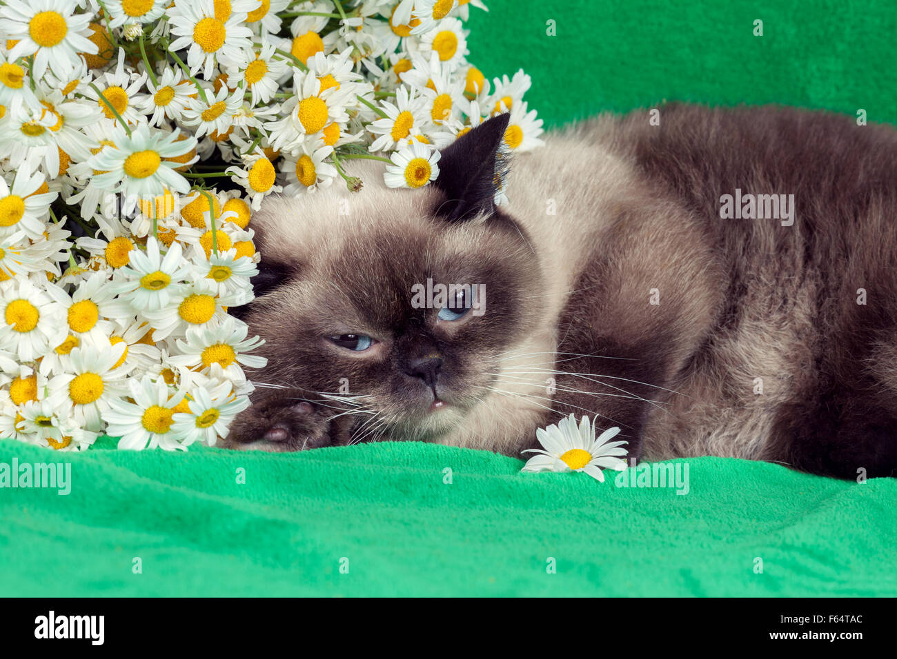 Cute siamese cat sleeping under camomile flowers Stock Photo - Alamy