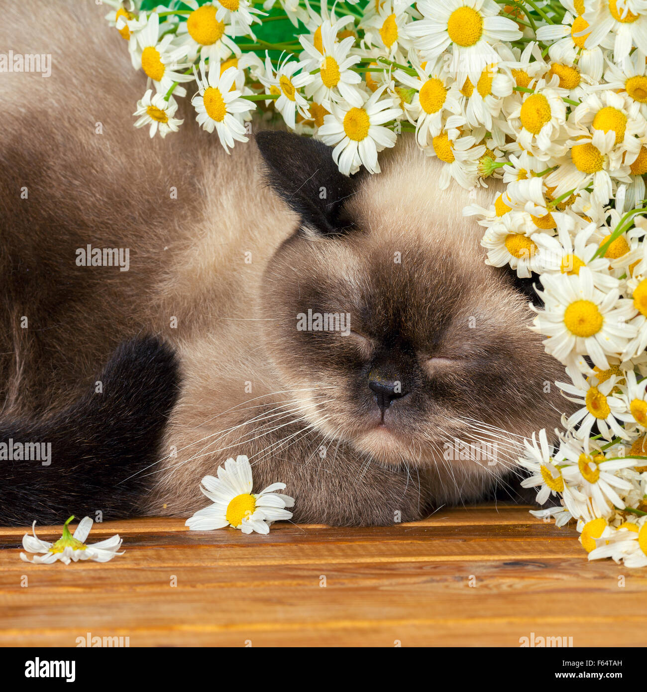 Cute siamese cat sleeping under camomile flowers Stock Photo - Alamy