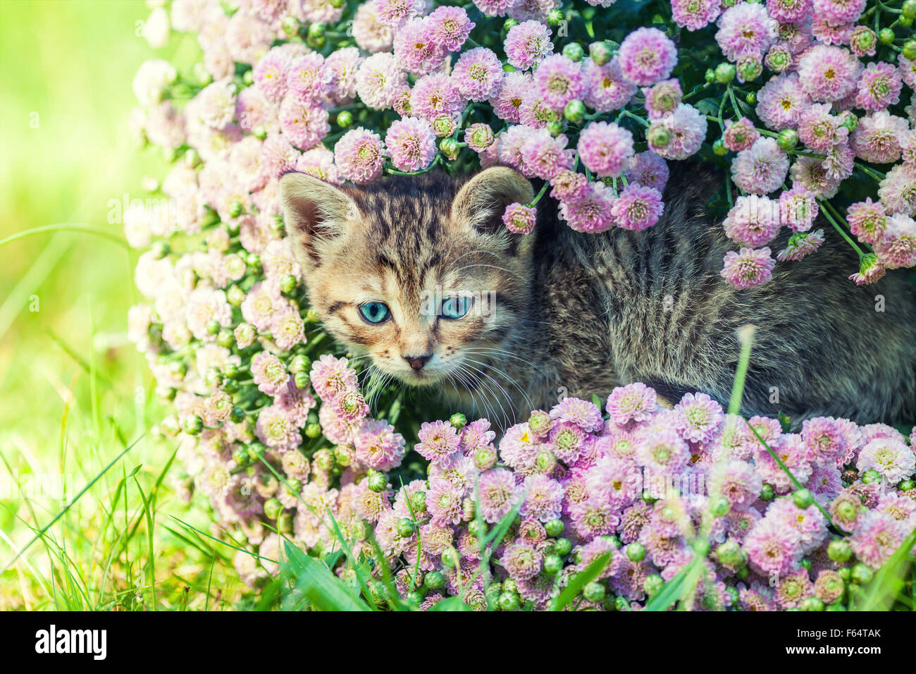 Cute kitten relaxing in flowers Stock Photo - Alamy