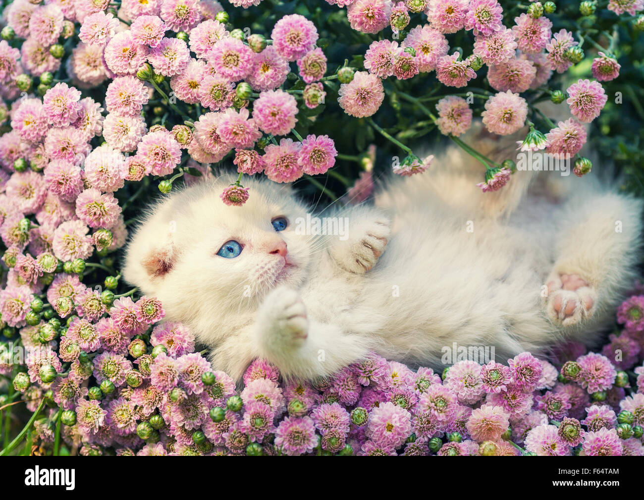 Cute kitten relaxing in flowers Stock Photo - Alamy