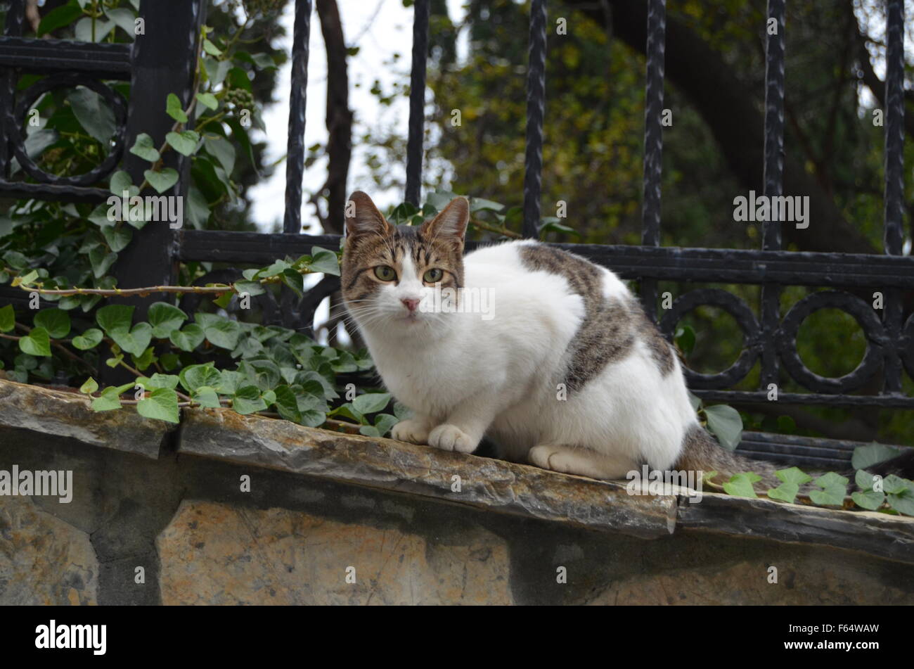 The Cat II Stock Photo - Alamy